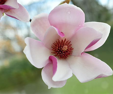 Magnolia